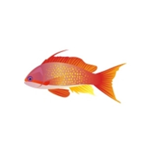 Lyretail Anthias